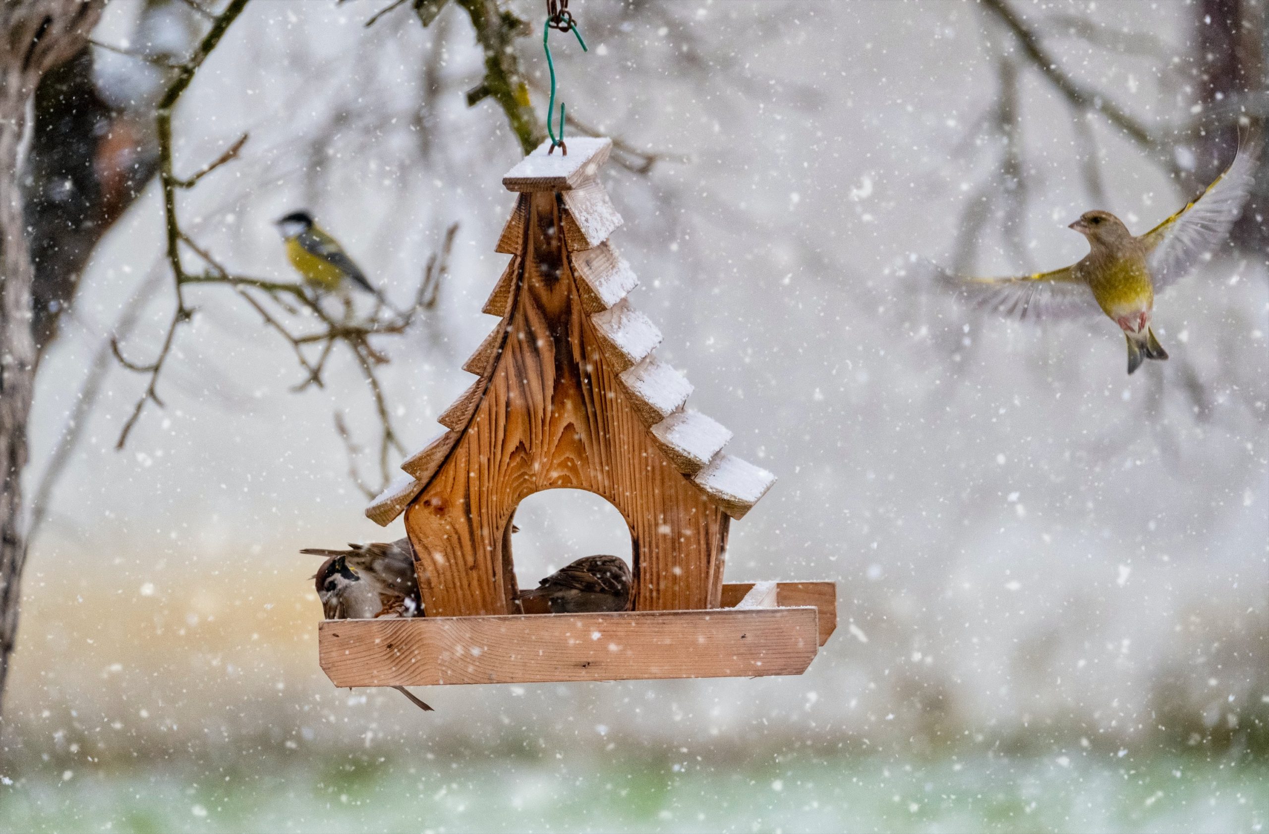 rspca bird feeders