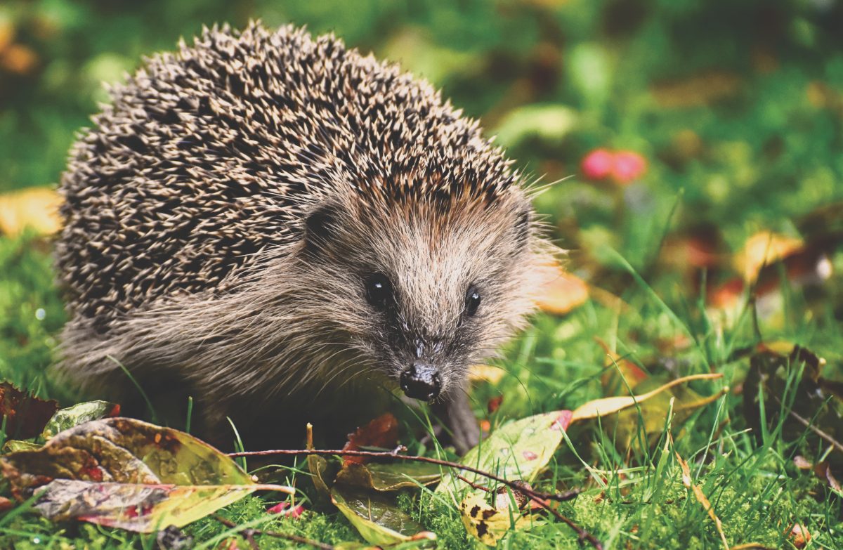 New helpline for small sick or injured wildlife