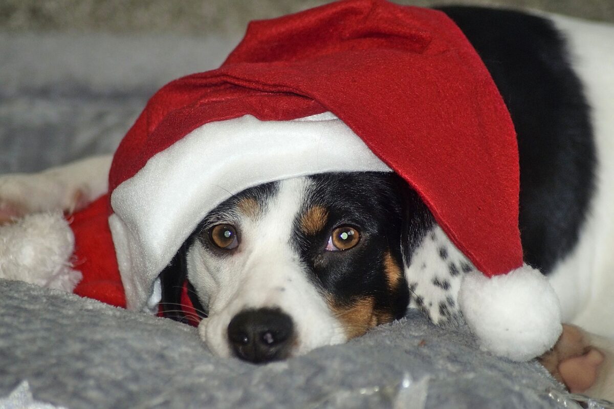 Protect pets this Christmas