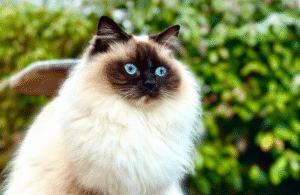 Birman cat in a garden with bright blue eyes
