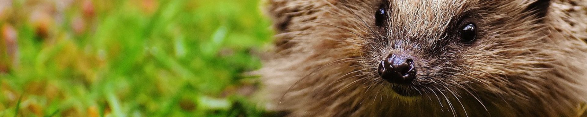 Hedgehog